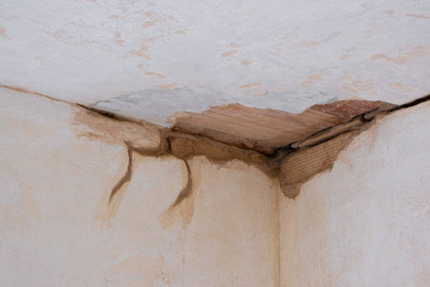 Best Carpet water damage restoration  in Cary, IL